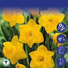 8718641999769 1 Daffodil Dutch Master Bulbs.jpg
